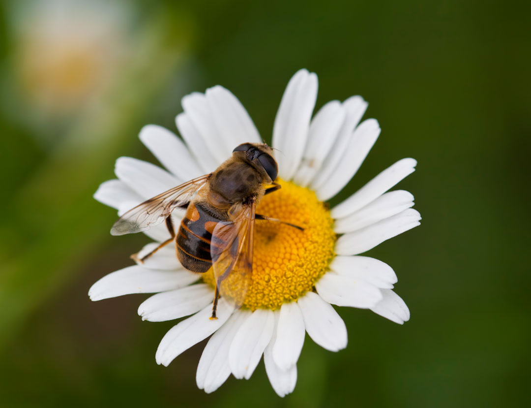 honey bee pollinating a daisy
