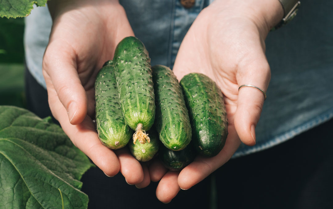 woman's hand holding organic cucumbers
