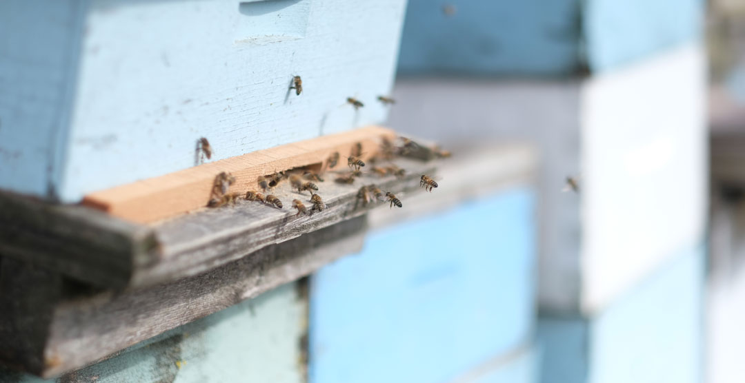 bees on the healthy hooch farm